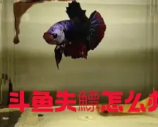 金年会首页-?4+J镪&amp;.#%鳔磃f	C?V帻禂憋玶r20^}磪僜?X茵L%